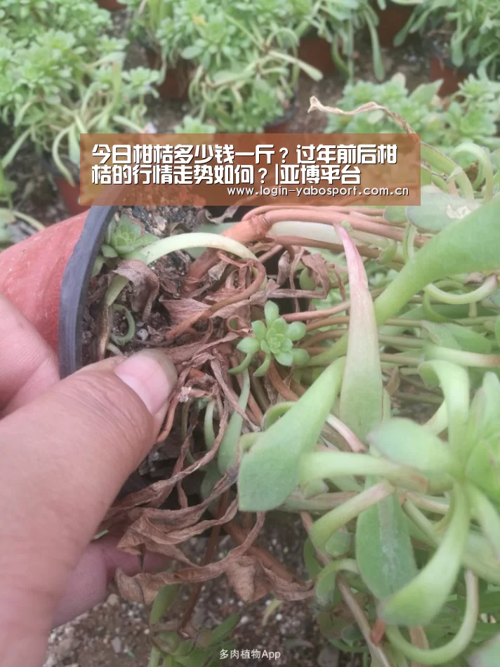 亚博平台
